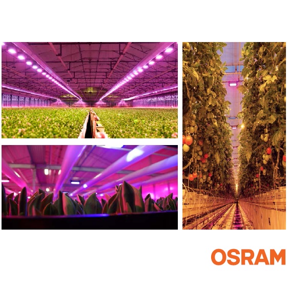 Osram Sylvania ZELION HL300 Grow Light | HTG Supply
