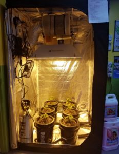 How Much Airflow Does a Grow Tent Need 