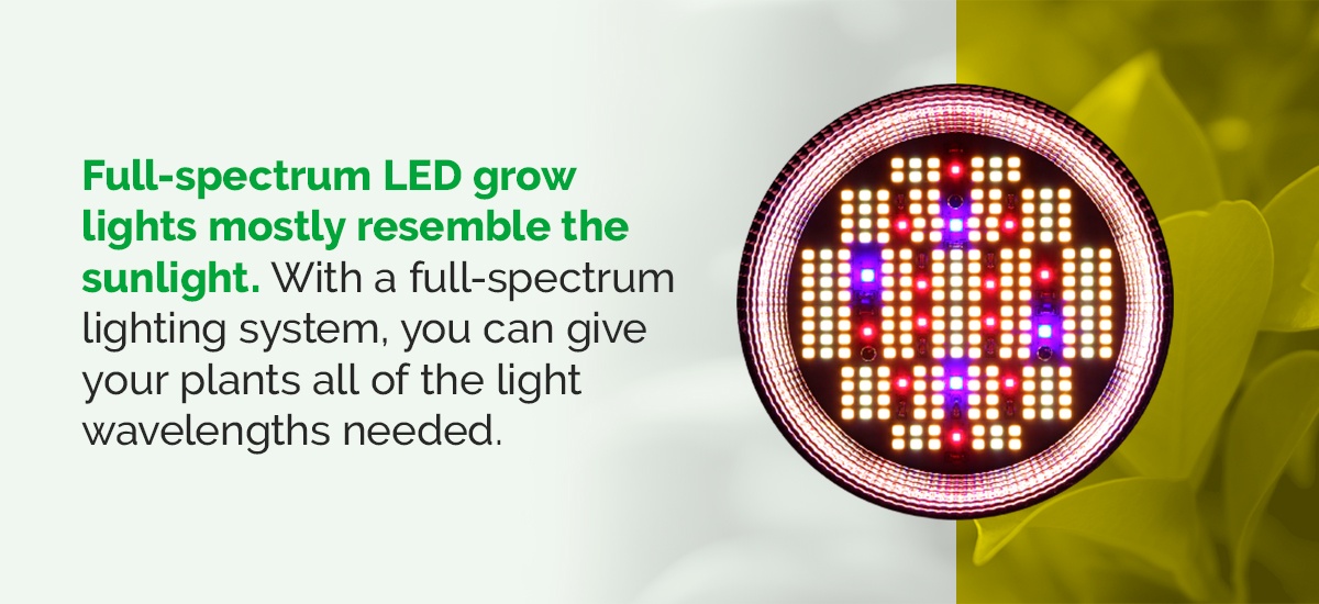 What Are Full-Spectrum LED Grow Lights?