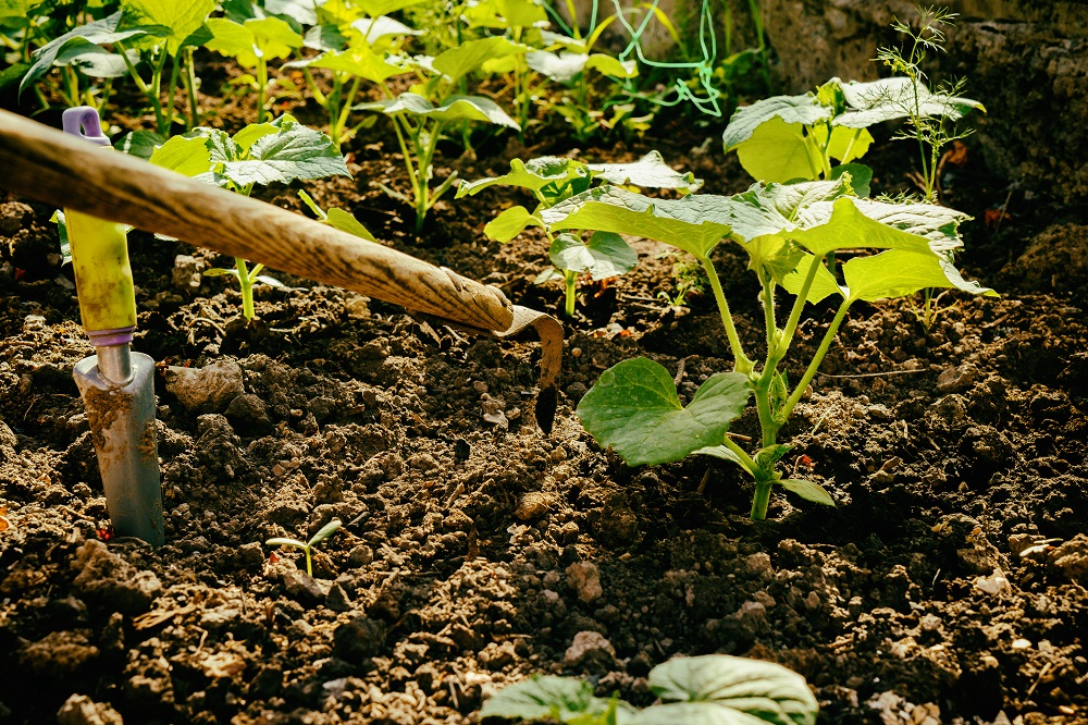 Transplanting Seedlings and Growing Plants Outdoors